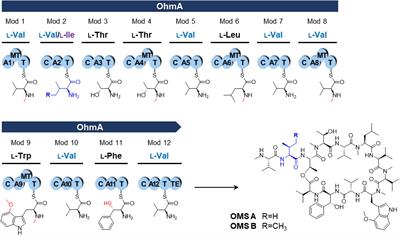 Enhanced Ohmyungsamycin A Production via Adenylation Domain Engineering and Optimization of Culture Conditions